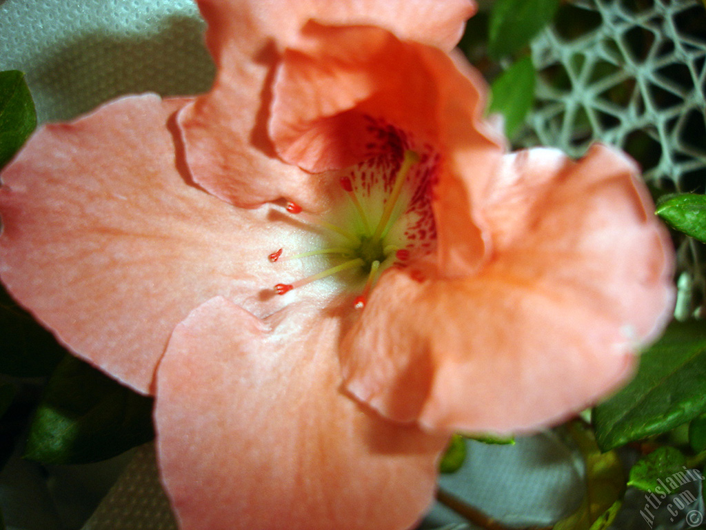 Pink color Azalea -Rhododendron- flower.
