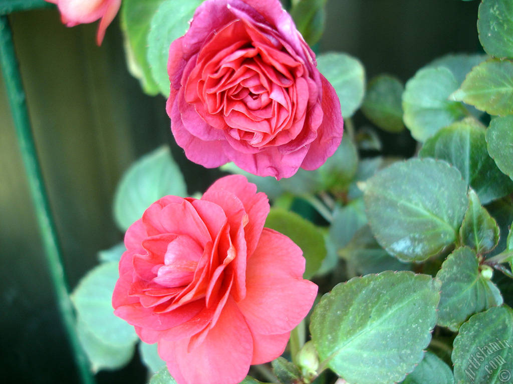 Red color Begonia Elatior flower.
