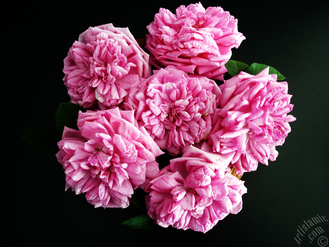 Pink rose photo.
