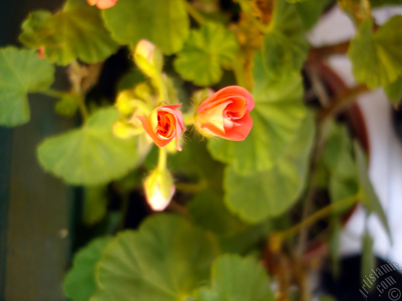 Newly coming out pink color Pelargonia -Geranium- flower.
